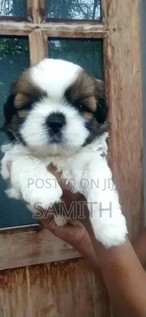 Shih Tzu Puppies