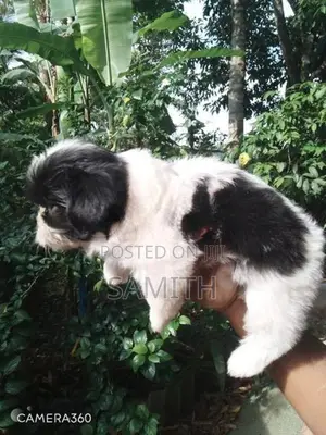 Shih Tzu Puppies