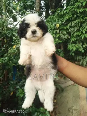 Shih Tzu Puppies