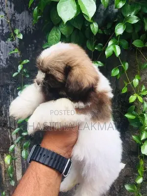 Shih Tzu Puppies