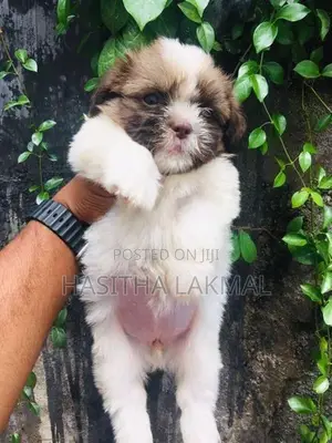 Shih Tzu Puppies