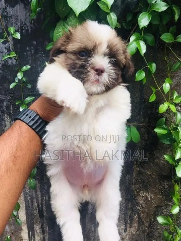 Shih Tzu Puppies