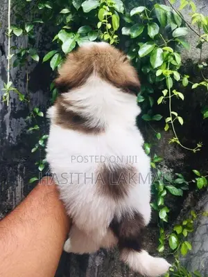 Shih Tzu Puppies