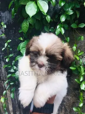 Shih Tzu Puppies