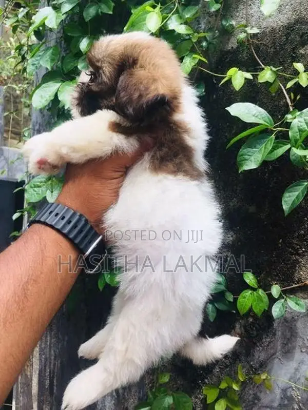 Shih Tzu Puppies