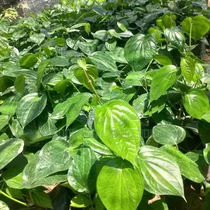 வெற்றிலை கொடி