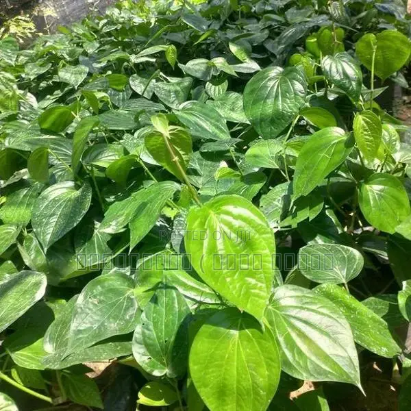 வெற்றிலை கொடி