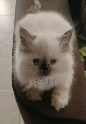 Persian Cat