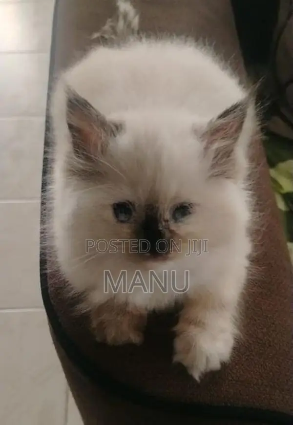 Persian Cat