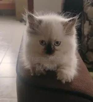 Persian Cat