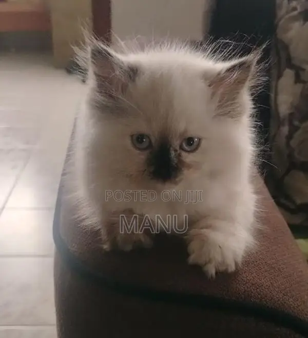 Persian Cat