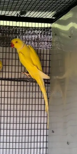 Ringneck Yellow Male Bird