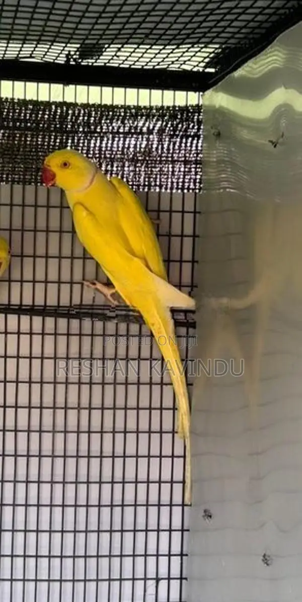 Ringneck Yellow Male Bird
