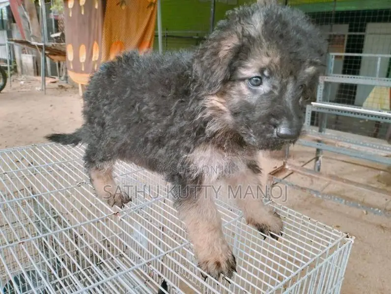 German shepherd
