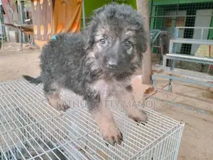 German shepherd