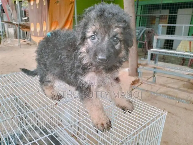 German shepherd