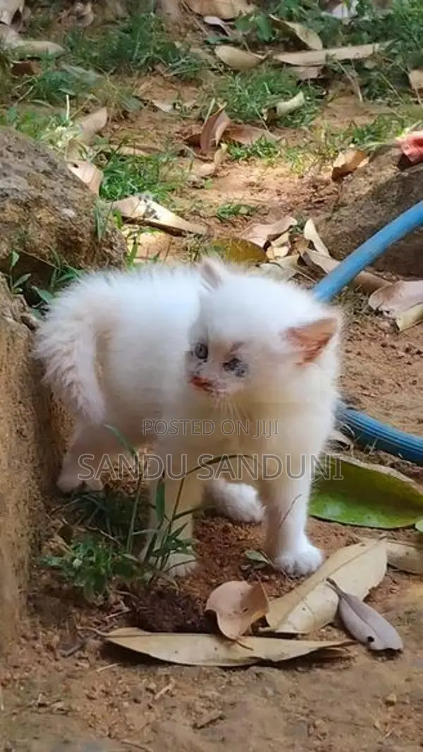 Persian Cat