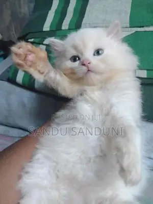 Persian Cat