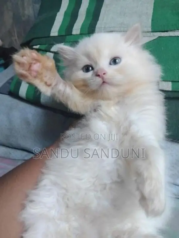 Persian Cat