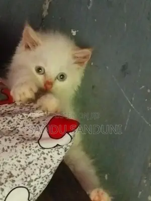 Persian Cat