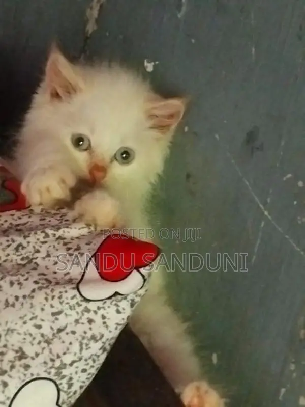 Persian Cat