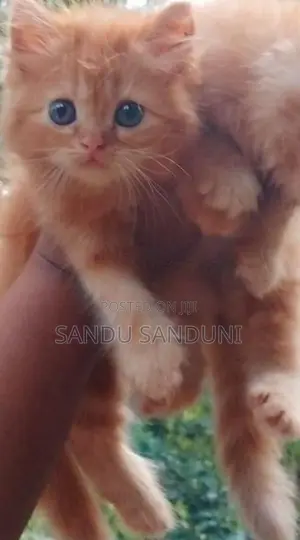 Persian Cat