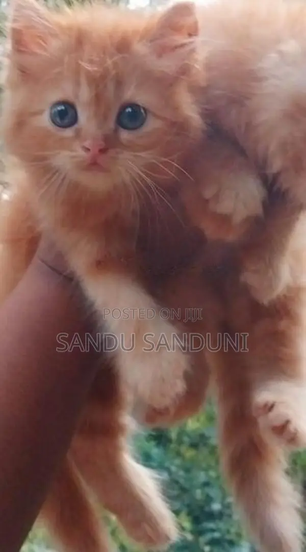Persian Cat