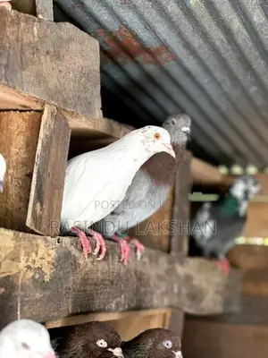 Pigeons