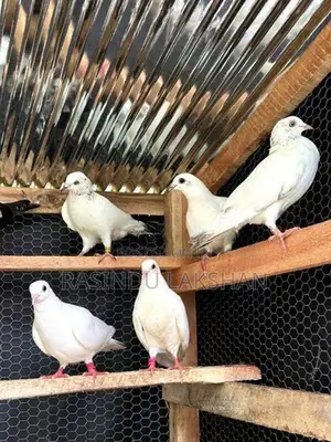 Pigeons