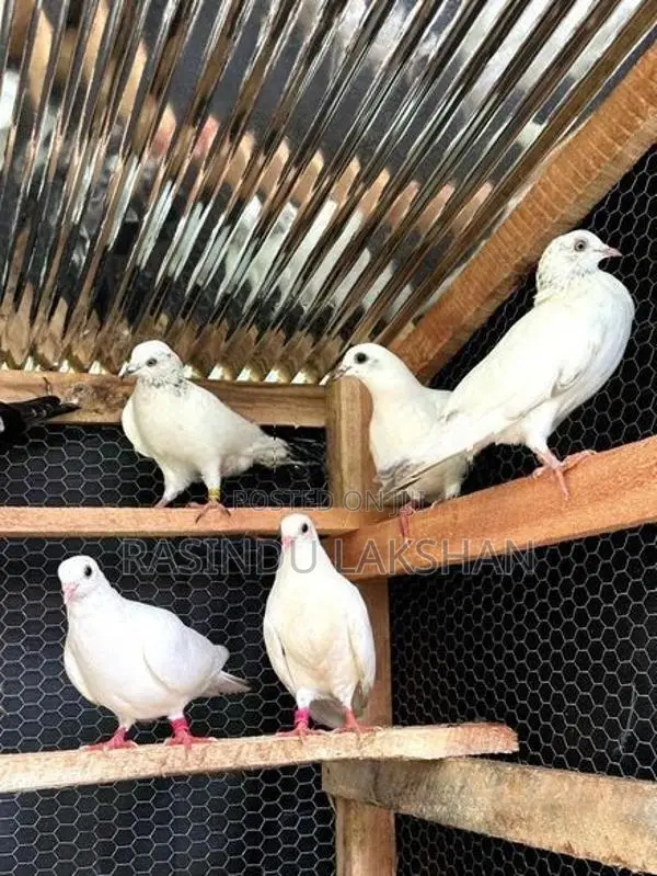 Pigeons