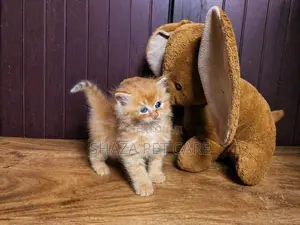Persian Ginger Kittens