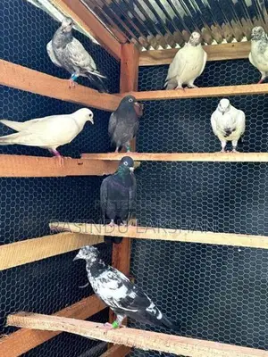Pigeons