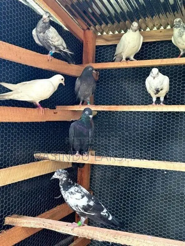 Pigeons