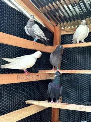 Pigeons