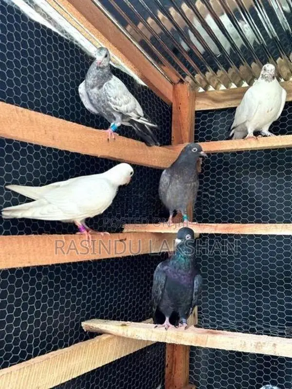 Pigeons