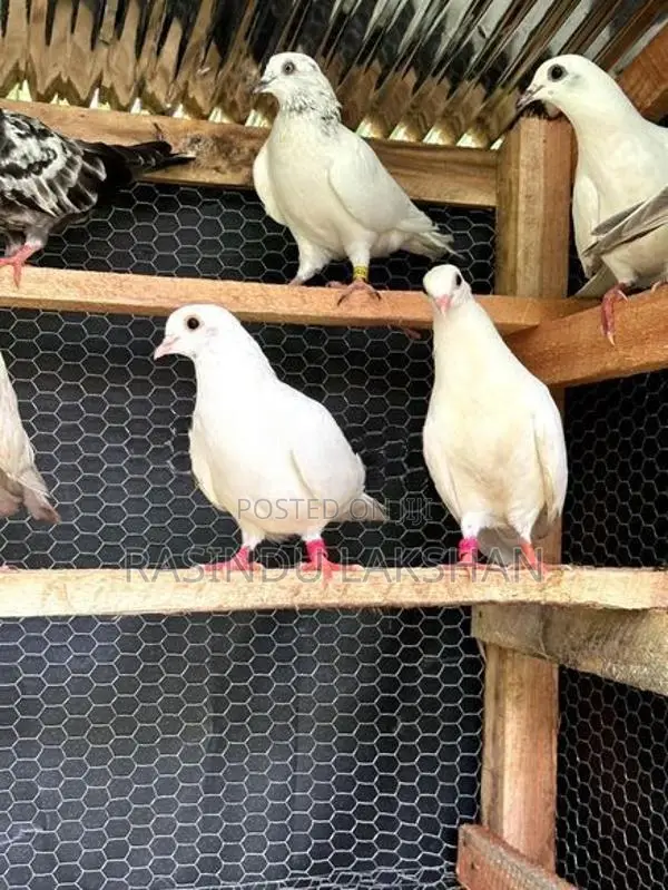 Pigeons