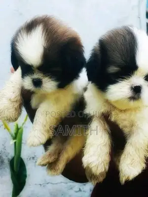 Shih Tzu Puppy
