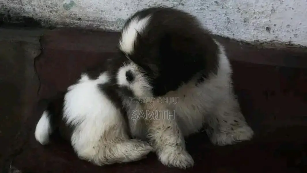 Shih Tzu Puppy