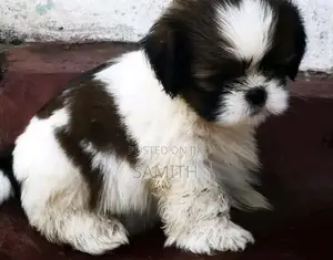 Shih Tzu Puppy