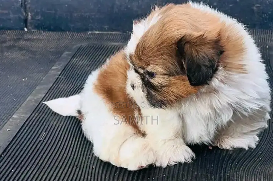 Shih Tzu Puppy