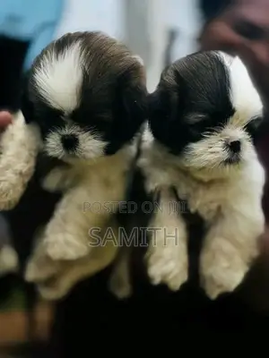 Shih Tzu Puppy