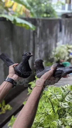 Pigeons