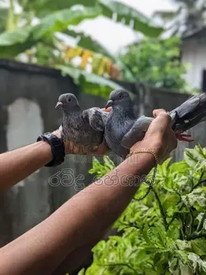 Pigeons