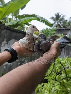Pigeons