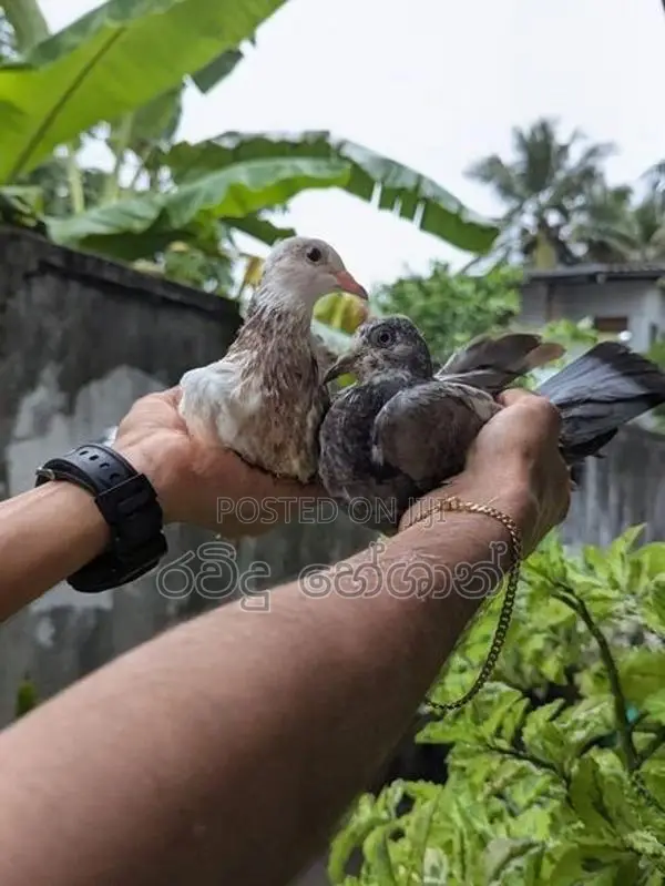 Pigeons