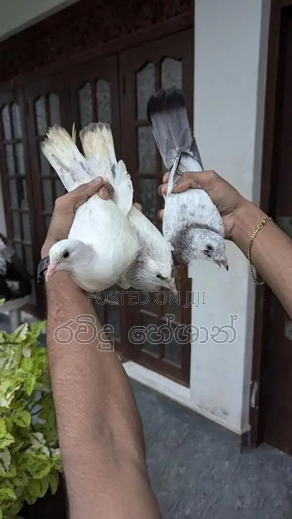 Pigeons