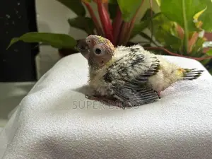 Sun Conure Chicks