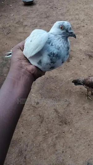 Pigeon