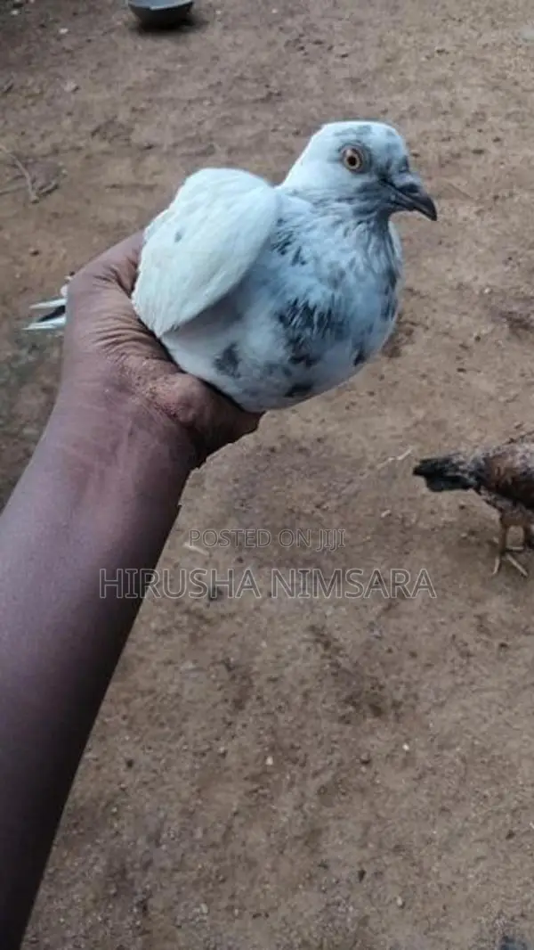 Pigeon