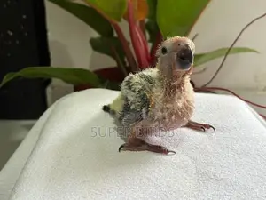Sun Conure Chicks